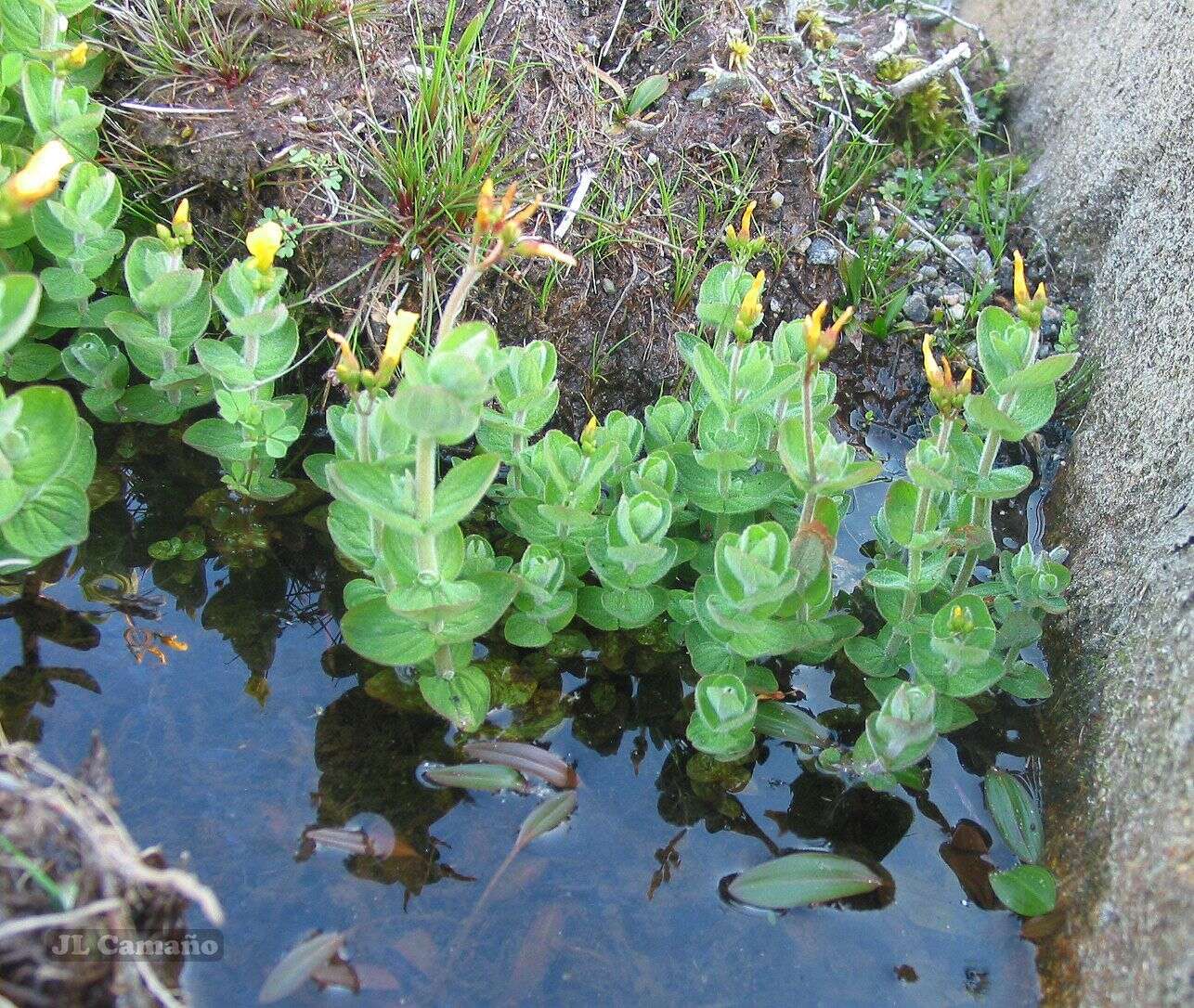 Plancia ëd Hypericum elodes L.