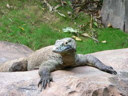 Image of Komodo Dragon