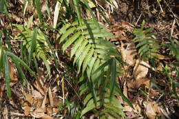 Plancia ëd Christella acuminata (Houtt.) Holtt.