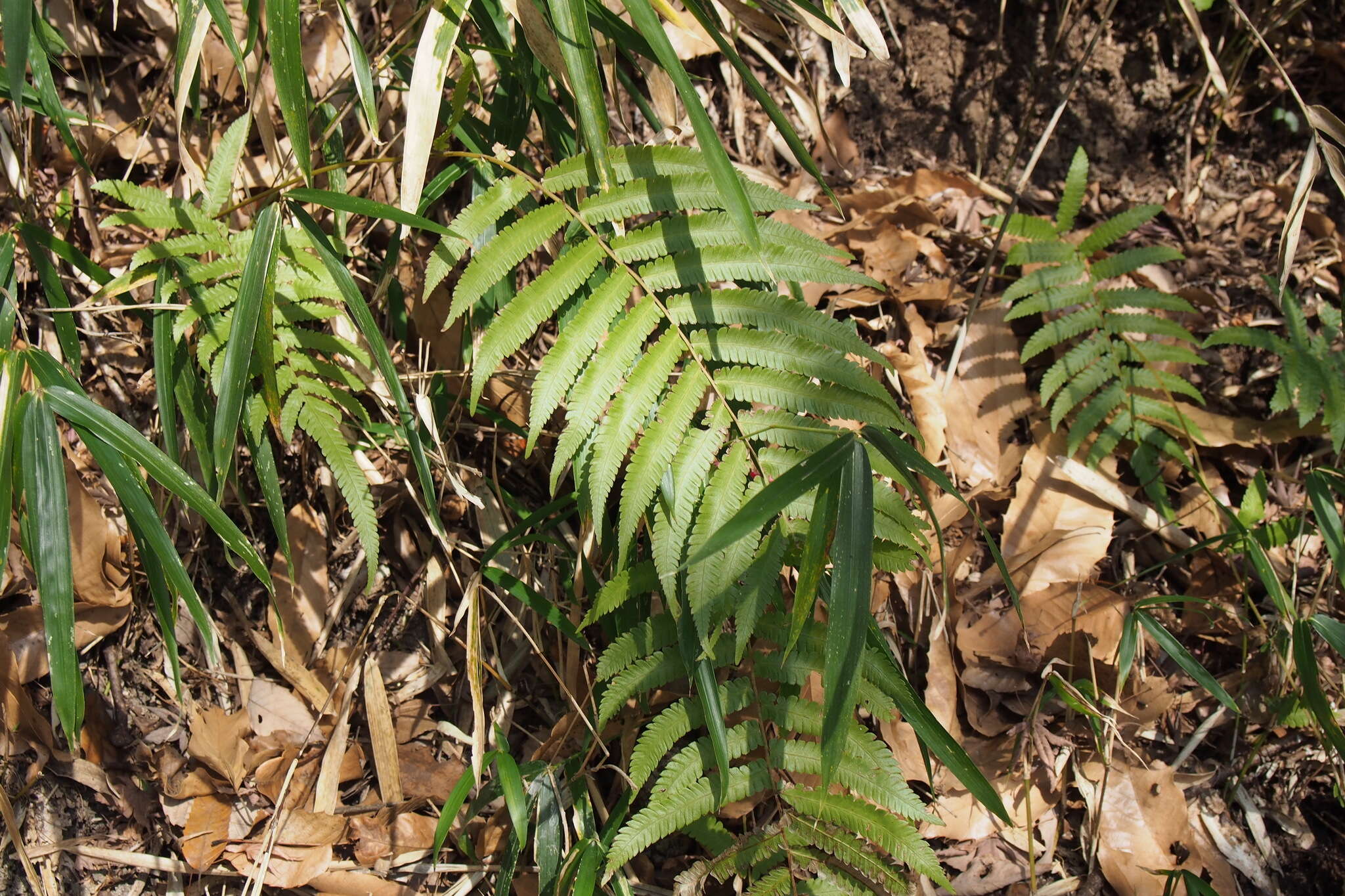 Image of Christella acuminata (Houtt.) Holtt.