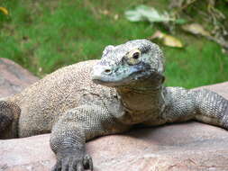 Image of Komodo Dragon