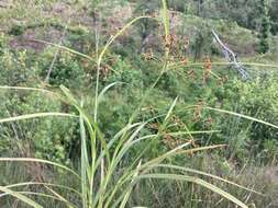 Image of Leafy Bulrush