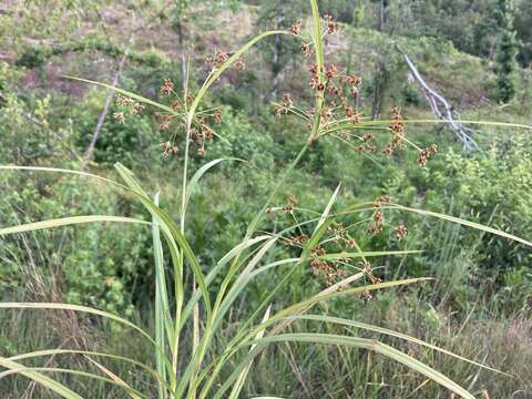 Imagem de Scirpus polyphyllus Vahl