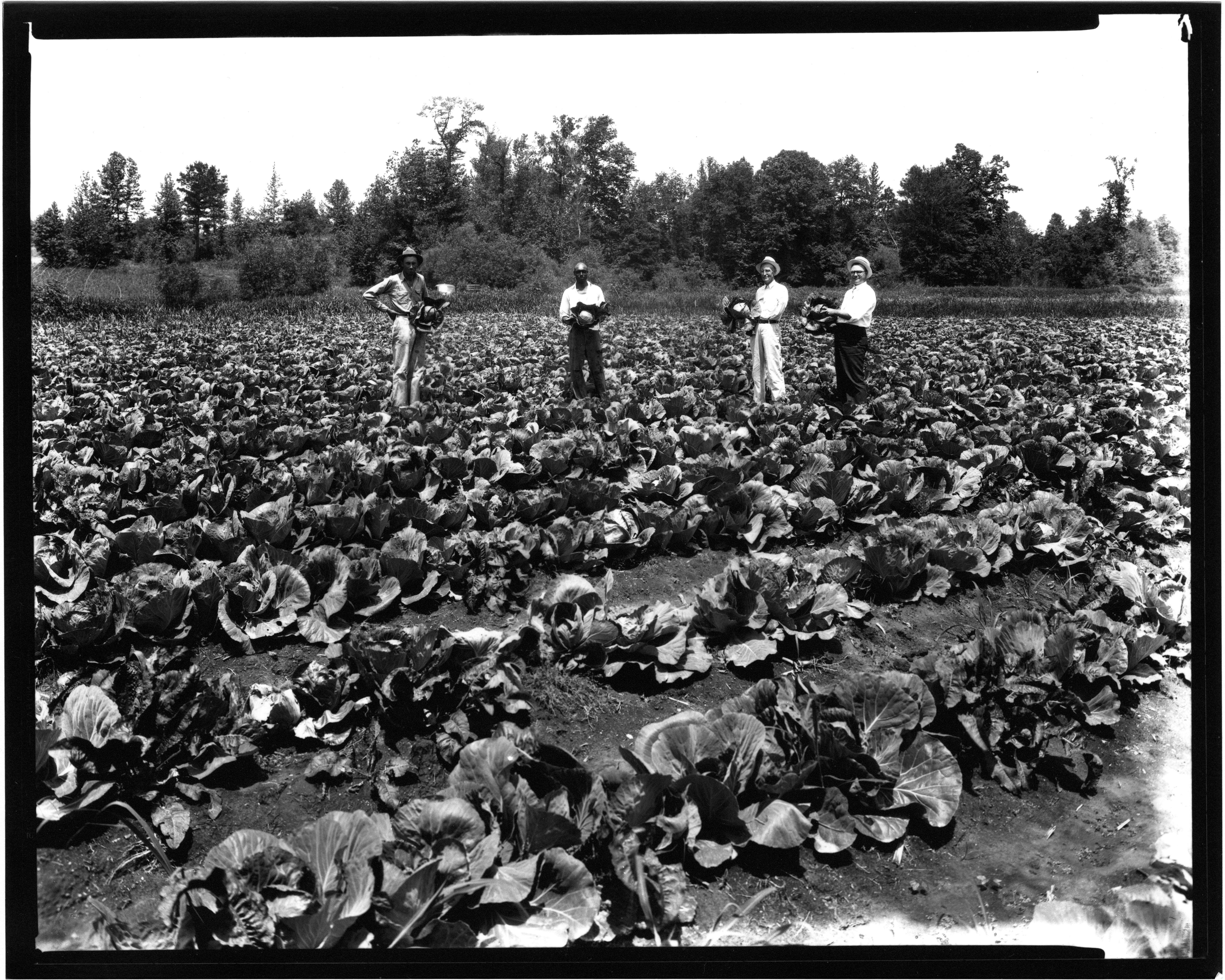 Image of white cabbage