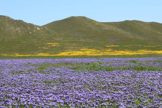 Phacelia ciliata Benth.的圖片