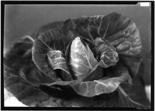 Image of white cabbage