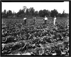 Image of white cabbage