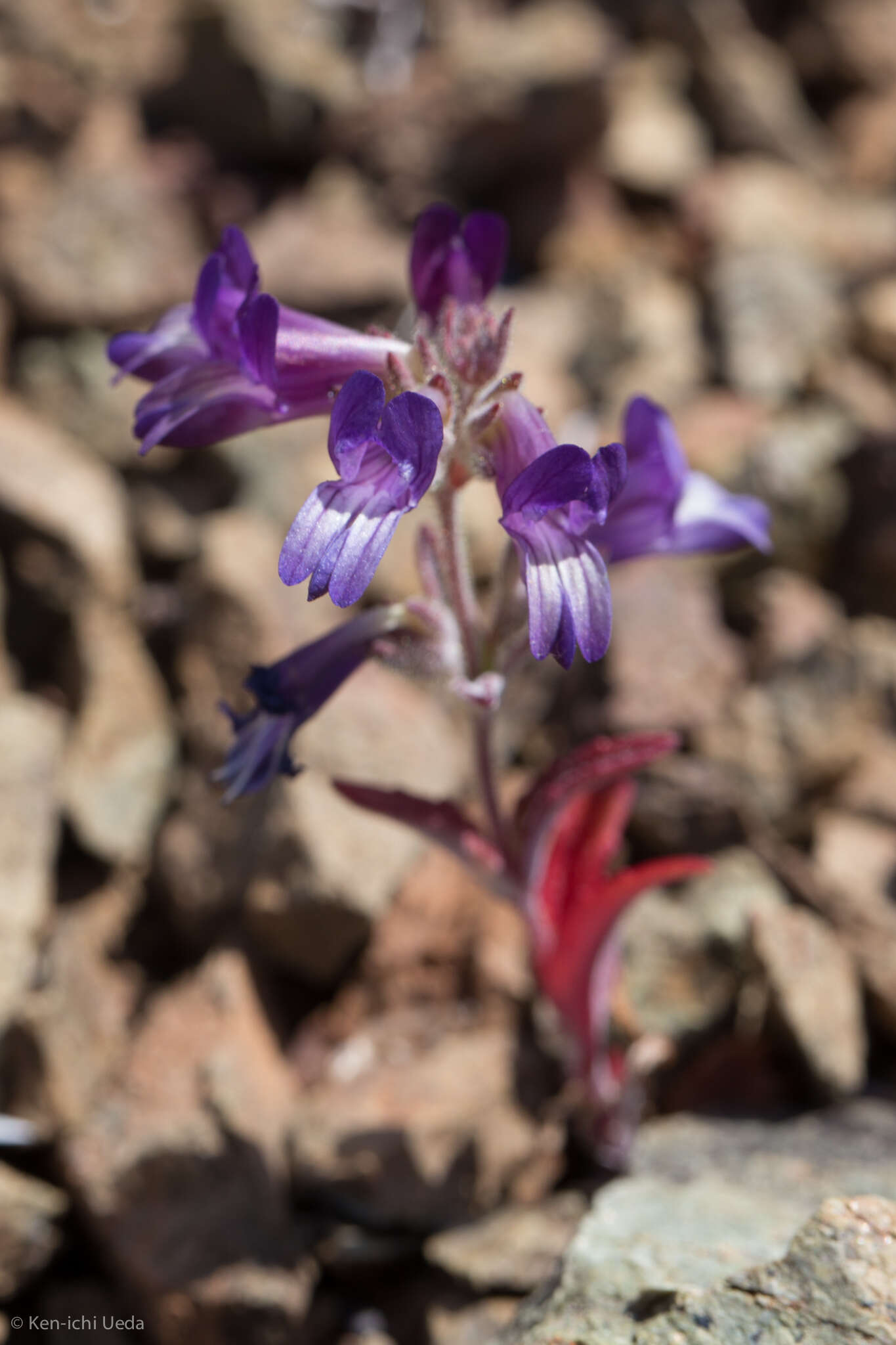 Image de Collinsia greenei A. Gray ex Greene