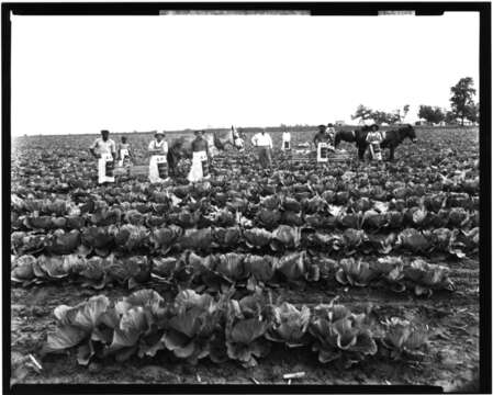 Image of white cabbage