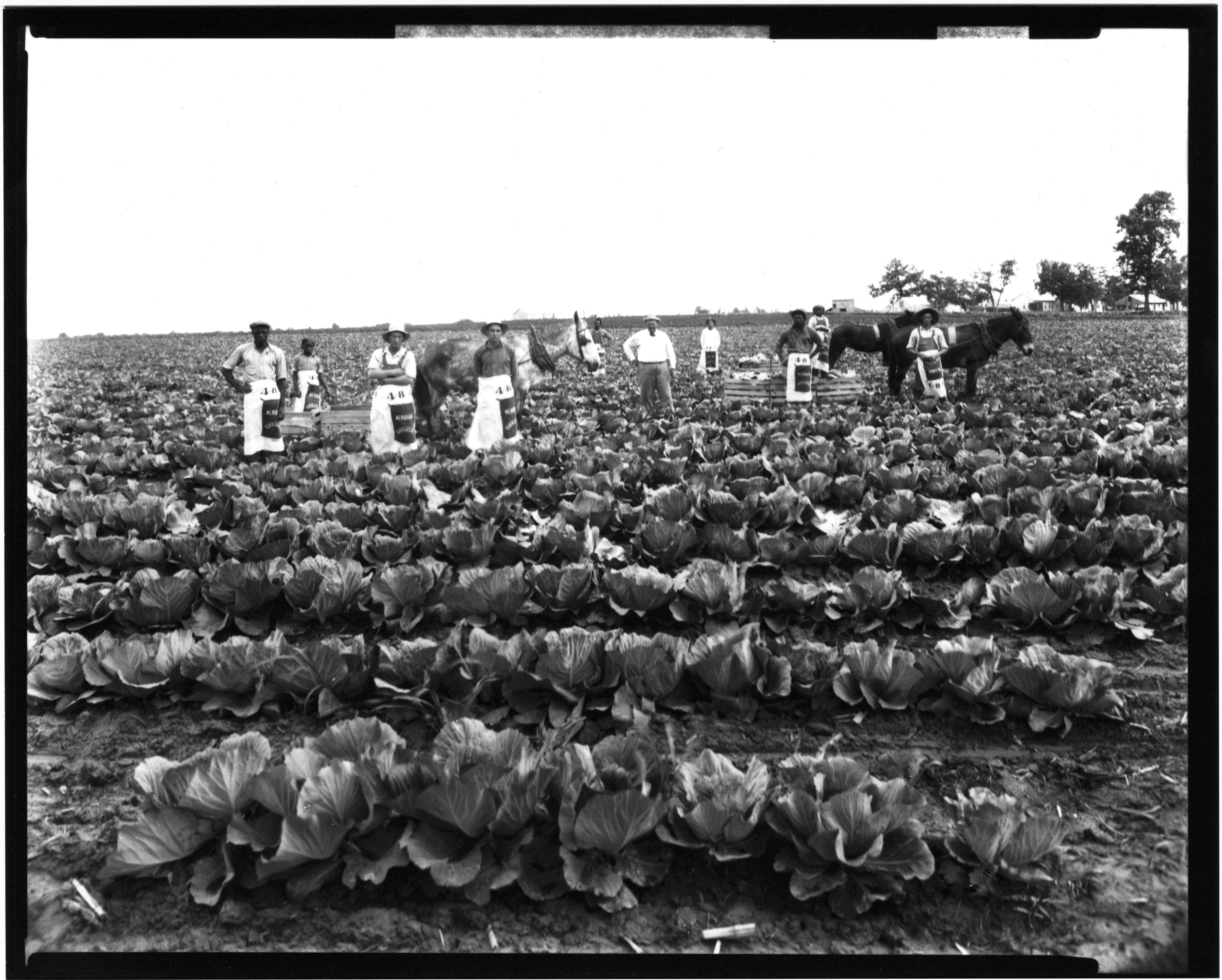 Image of white cabbage