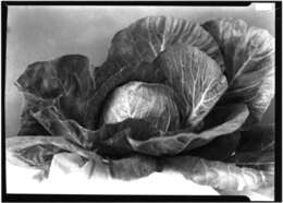 Image of white cabbage