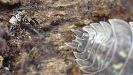 Image of Porcellio spinipennis Budde-Lund 1885