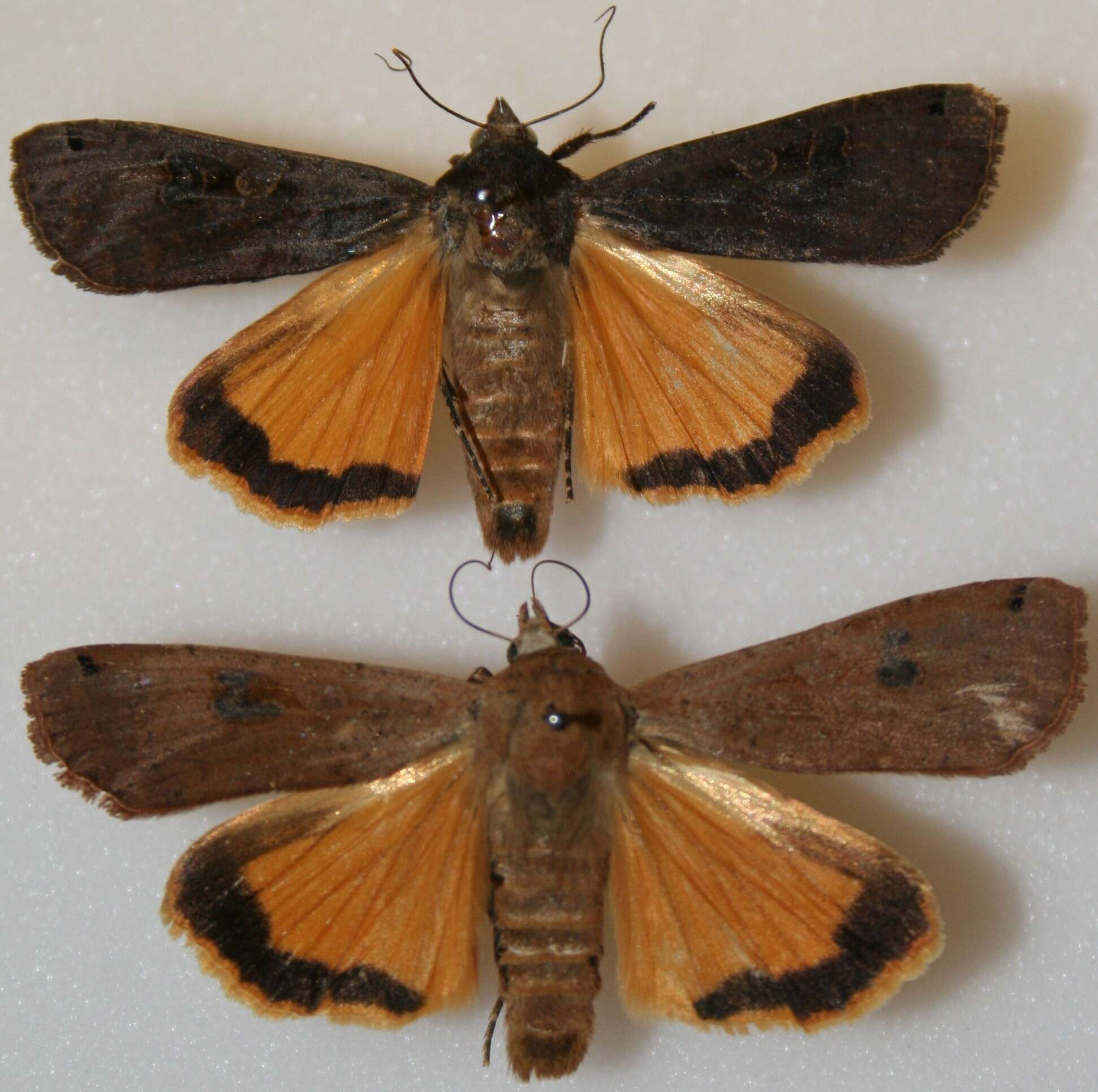 Image of Large Yellow Underwing