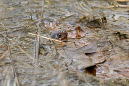 Image of Bog Turtle