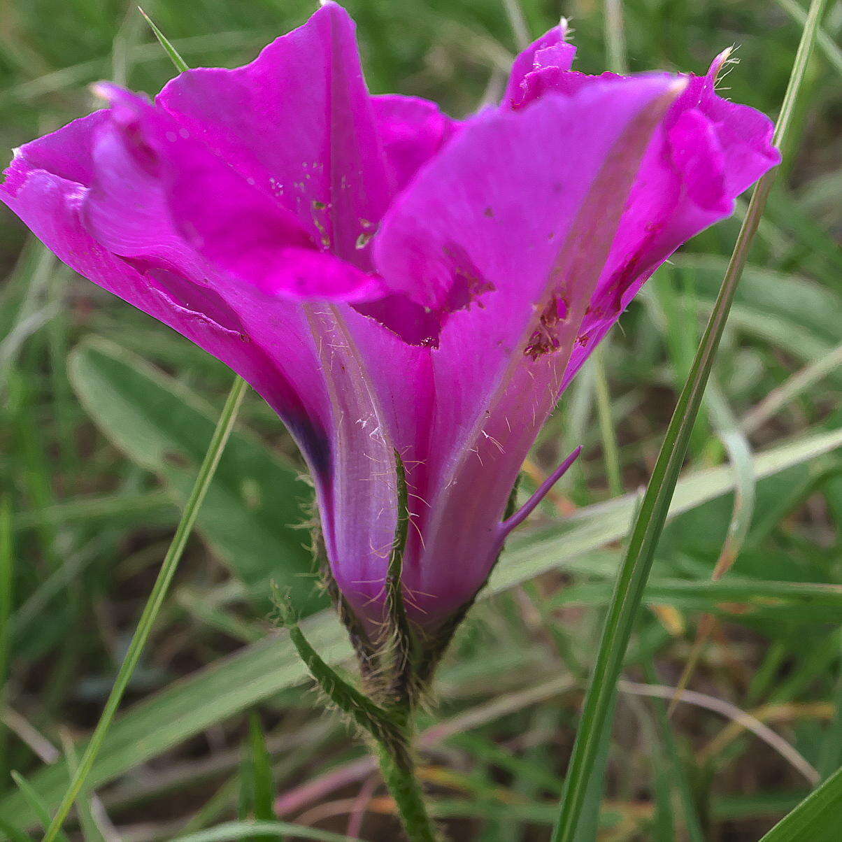 Image of Ipomoea pellita Hall. fil.