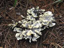 Image of Thelephora ganbajun M. Zang 1987