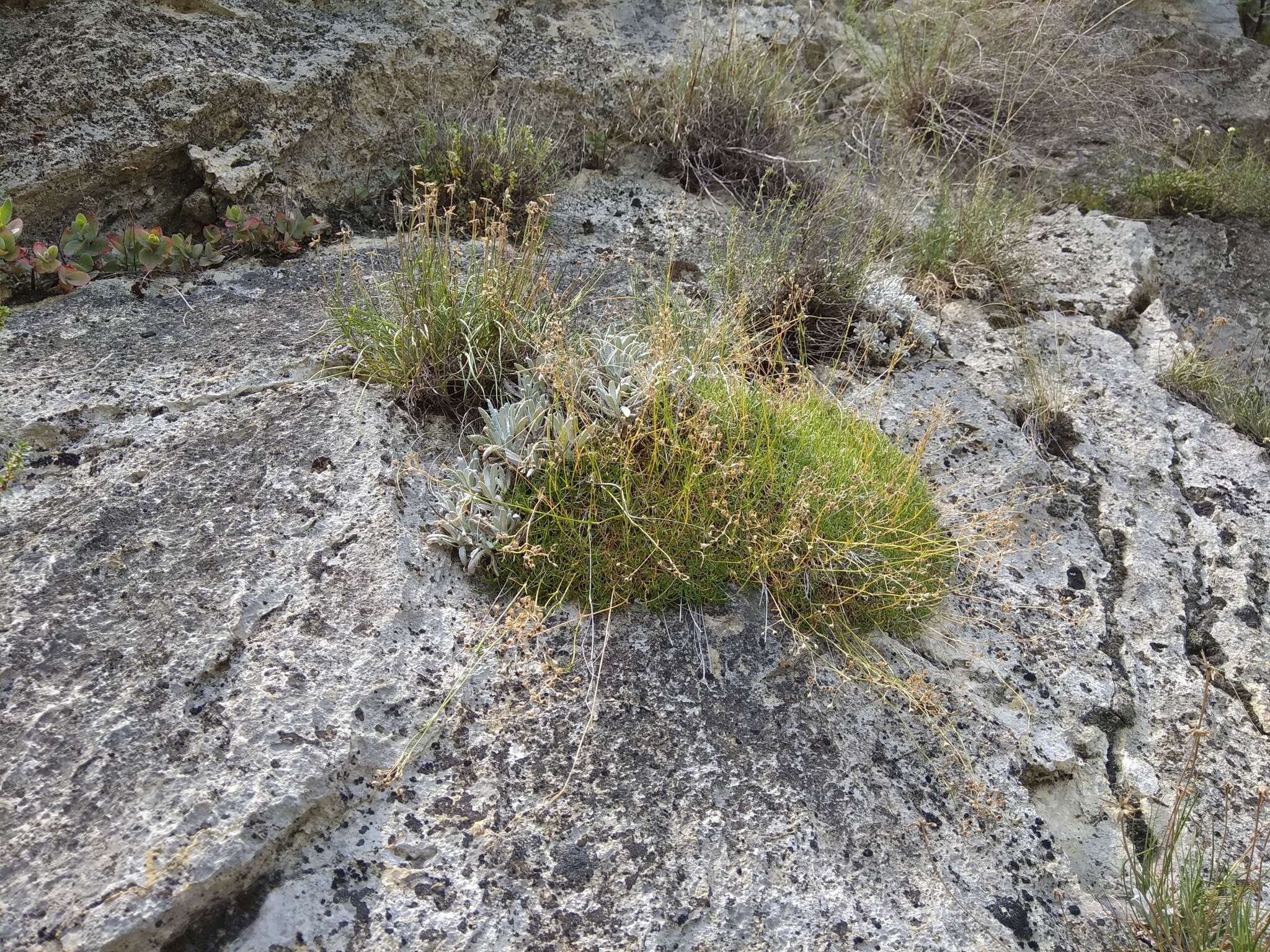 Image de Gypsophila tenuifolia M. Bieb.