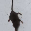 Image of Bicolored Musk Shrew