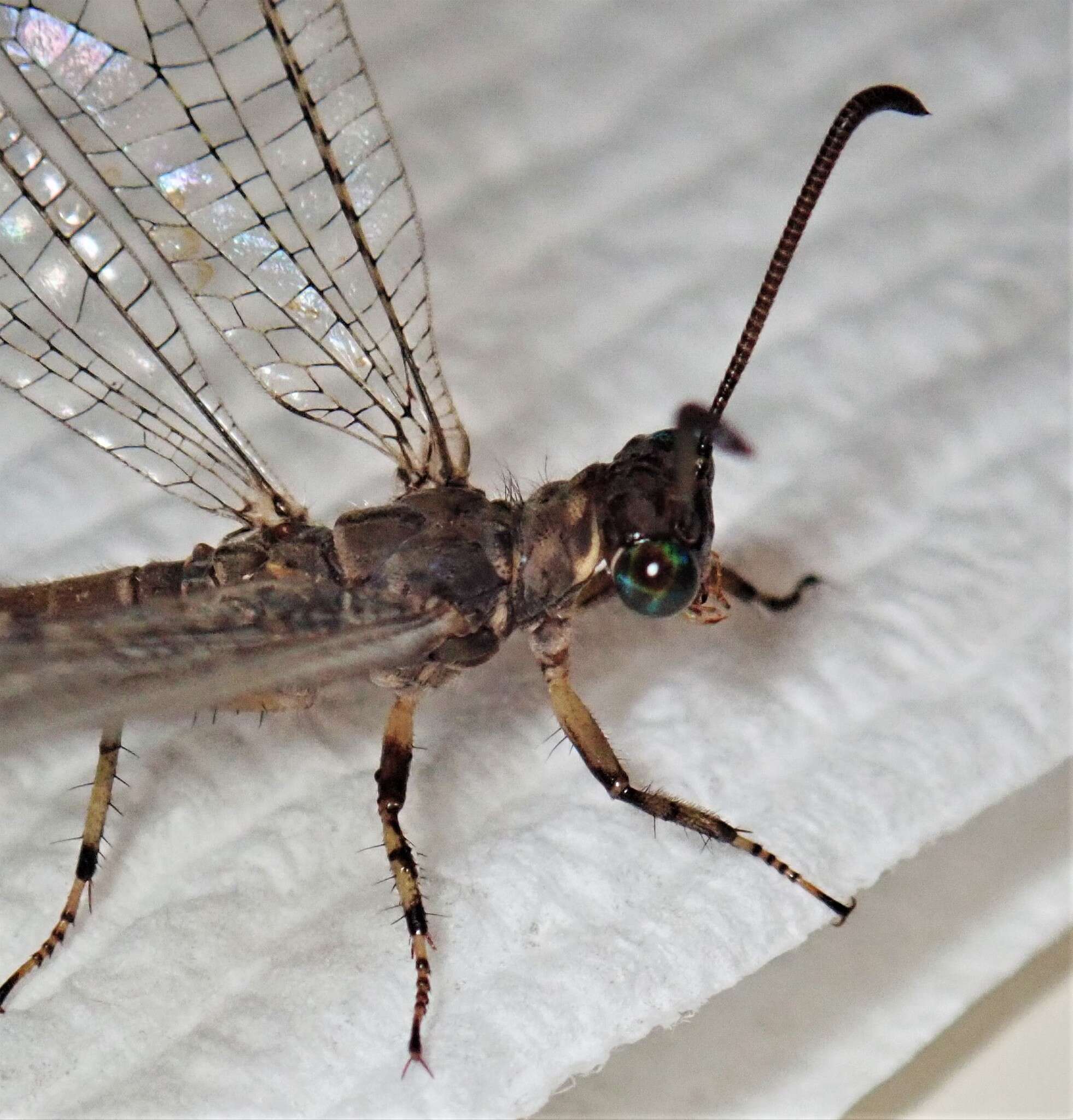 Image de Myrmeleon (Myrmeleon) immaculatus De Geer 1773