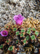 Sivun Saxifraga oppositifolia subsp. smalliana (Engl. & Irmsch.) Hult. kuva