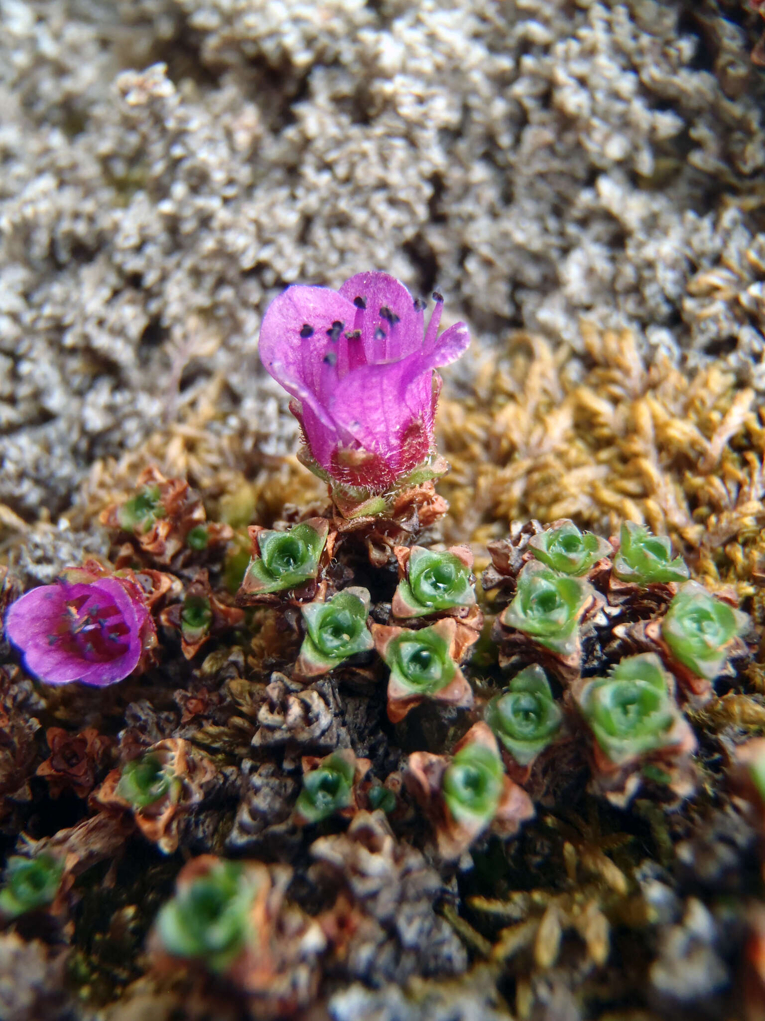 Sivun Saxifraga oppositifolia subsp. smalliana (Engl. & Irmsch.) Hult. kuva