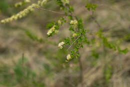 صورة Spiraea hypericifolia L.