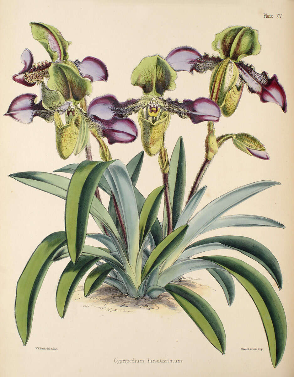 Image de Paphiopedilum hirsutissimum (Lindl. ex Hook.) Stein