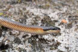 Image of Mallee Black-backed Snake