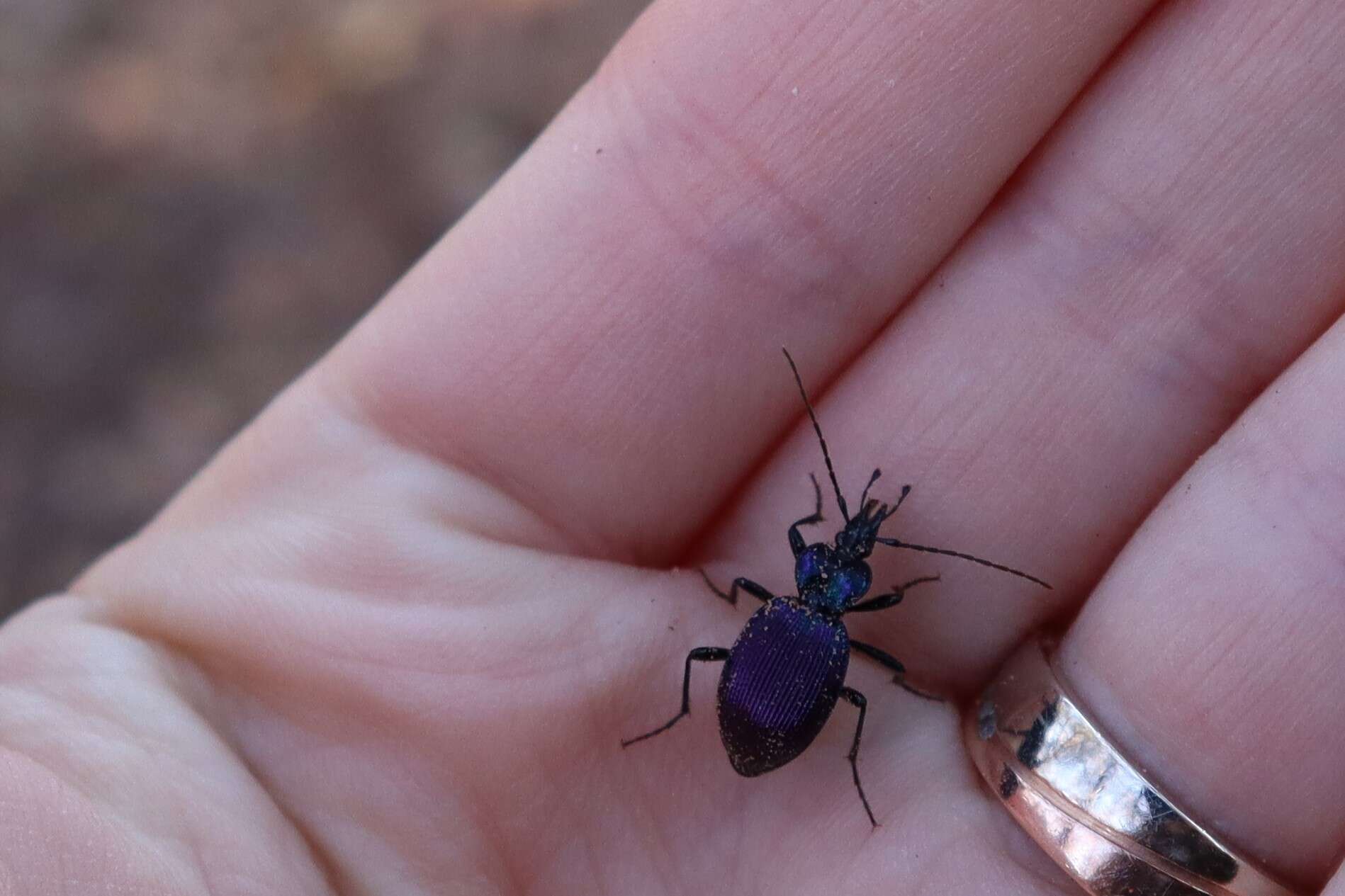 صورة Scaphinotus (Nomaretus) cavicollis (Le Conte 1859)