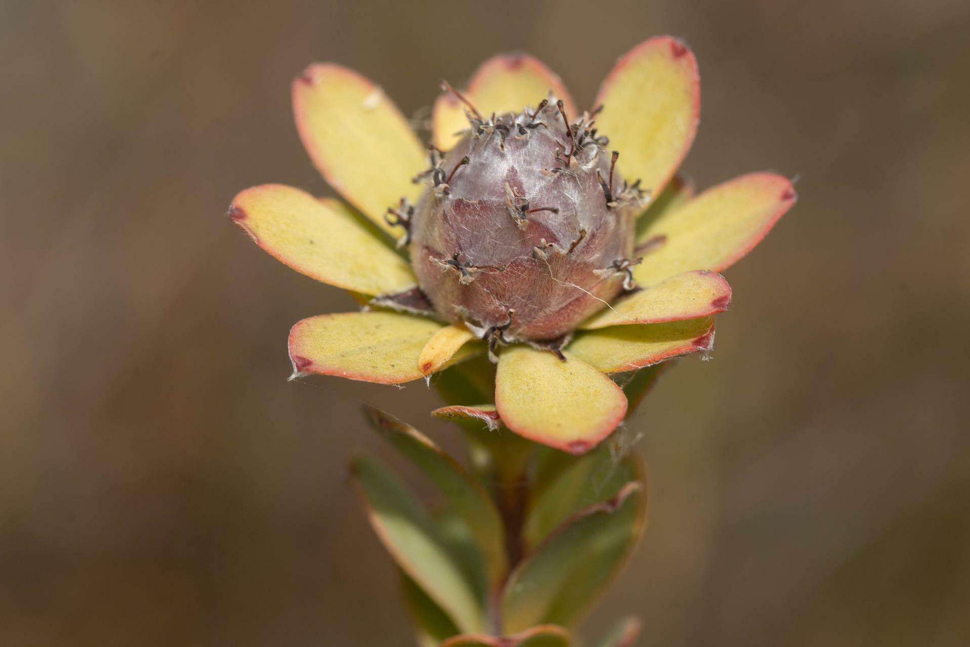 Plancia ëd Leucadendron coriaceum Philipps & Hutchinson