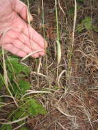 Image of bulbous canarygrass