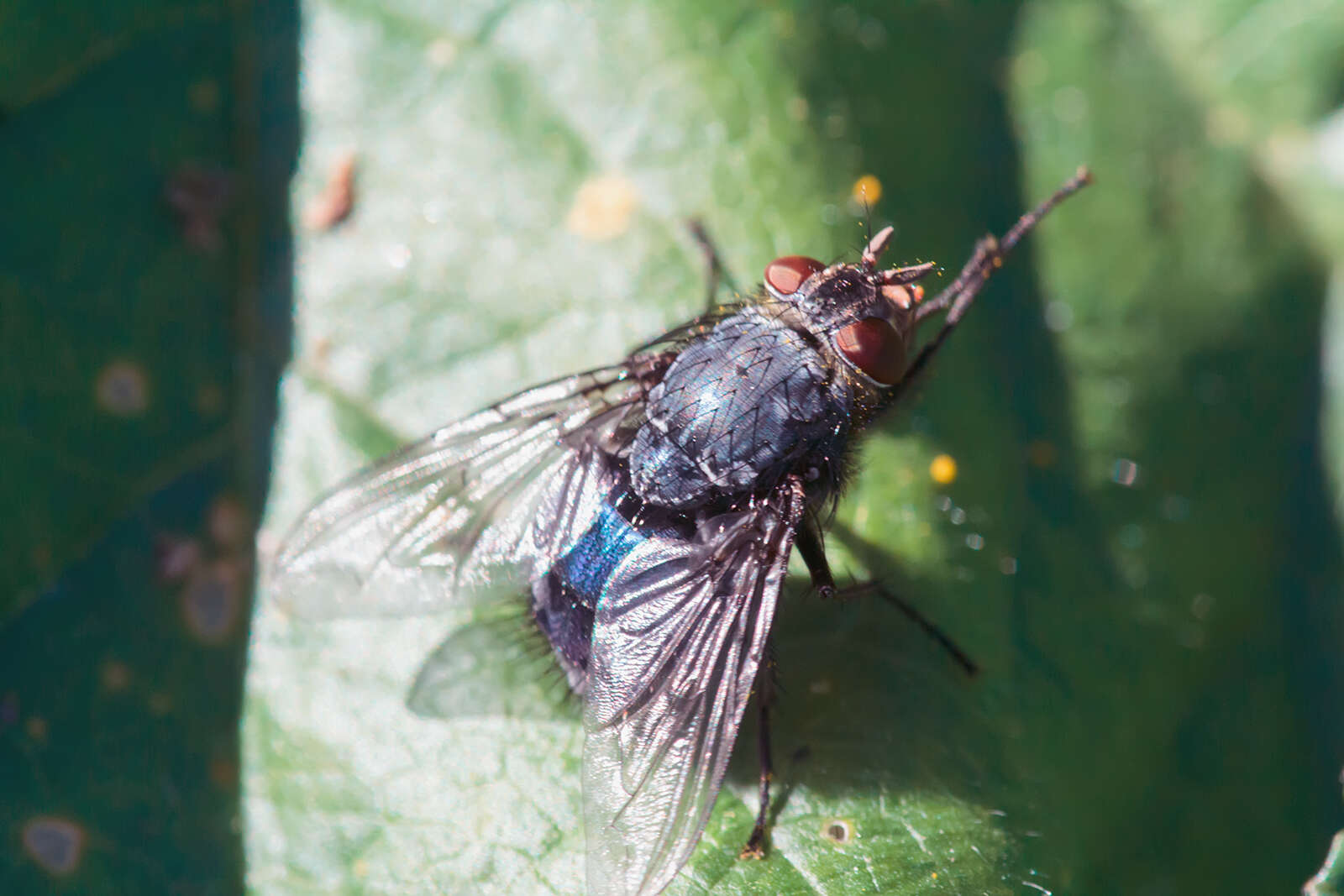 Image of Blue bottle fly