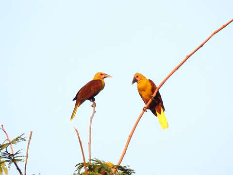 Image of Amazonian Oropendola