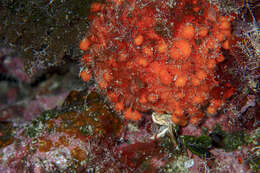 Image of golf ball sponge