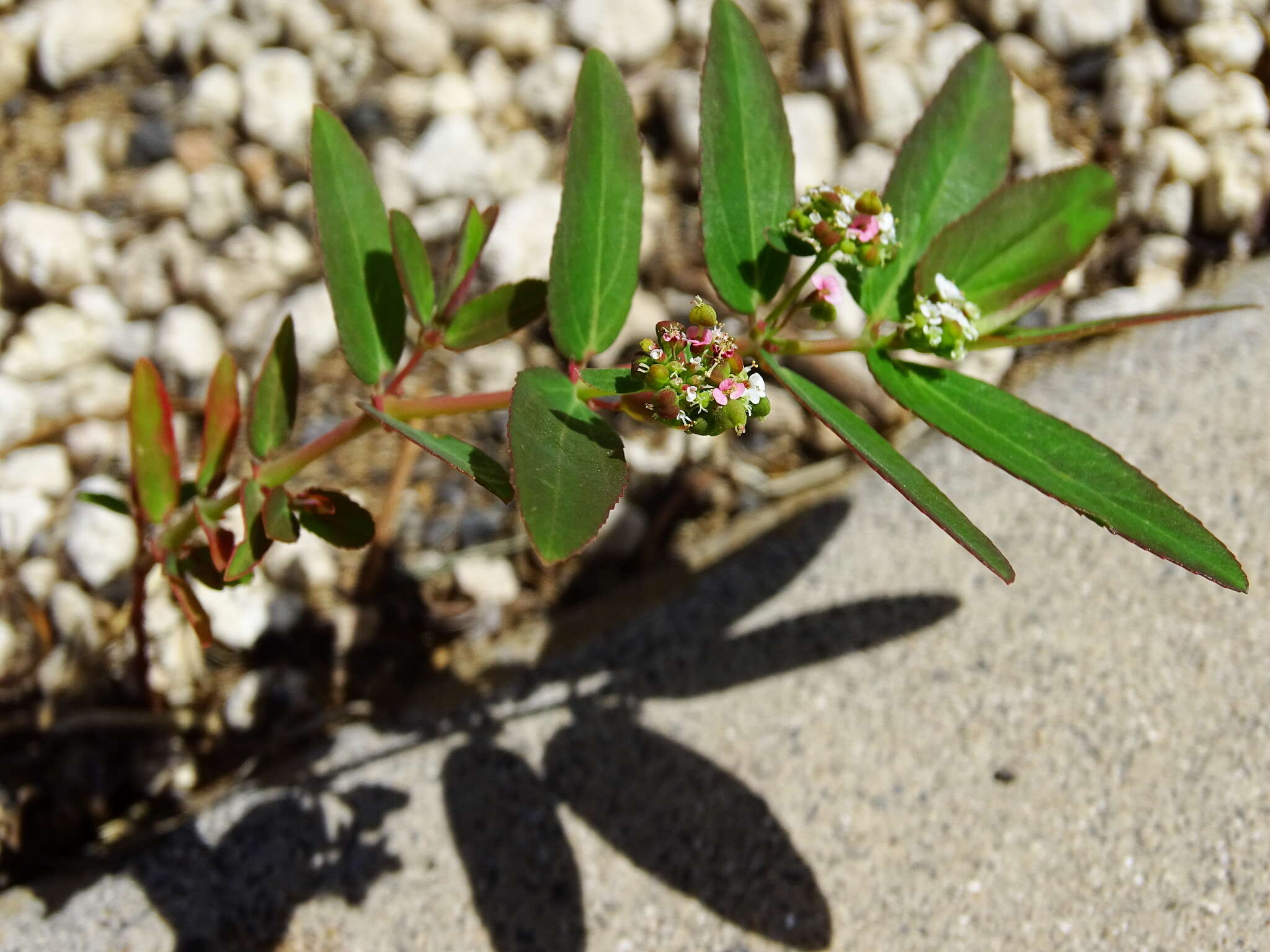 Слика од Euphorbia hypericifolia L.