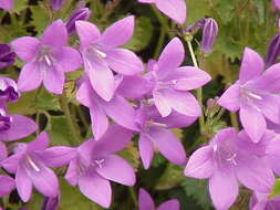 Image of Peach-leaf Bellflower