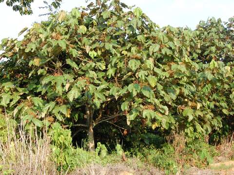 Image of Macaranga gigantea (Rchb. fil. & Zoll.) Müll. Arg.