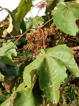 Image of Macaranga gigantea (Rchb. fil. & Zoll.) Müll. Arg.