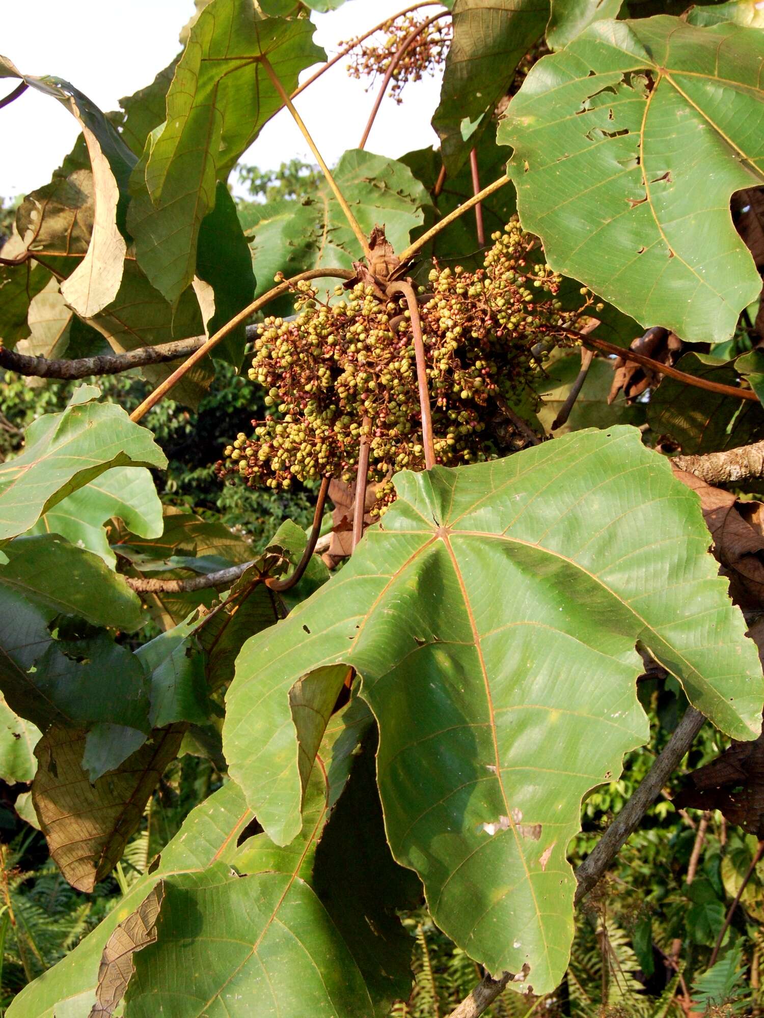 Image of Macaranga gigantea (Rchb. fil. & Zoll.) Müll. Arg.