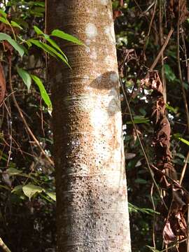 Image of Macaranga gigantea (Rchb. fil. & Zoll.) Müll. Arg.