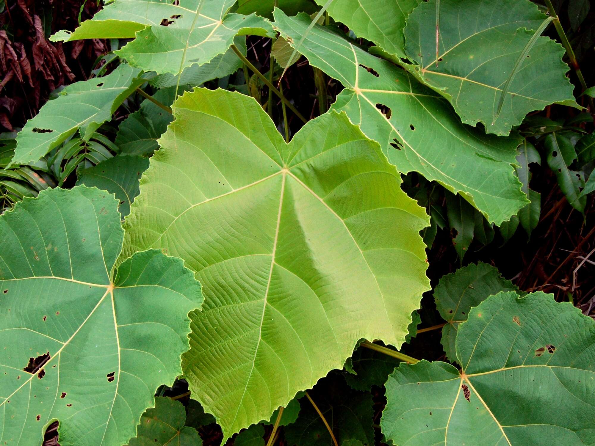 Image of Macaranga gigantea (Rchb. fil. & Zoll.) Müll. Arg.