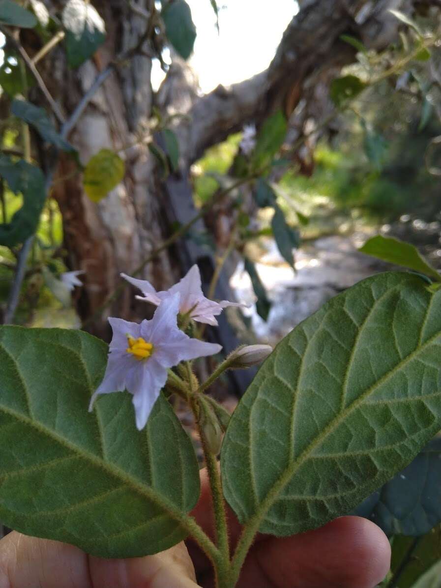 Image de Solanum stelligerum Sm.