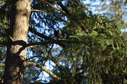 Image of American Crow