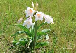 Image de Crinum bulbispermum (Burm. fil.) Milne-Redh. & Schweick.