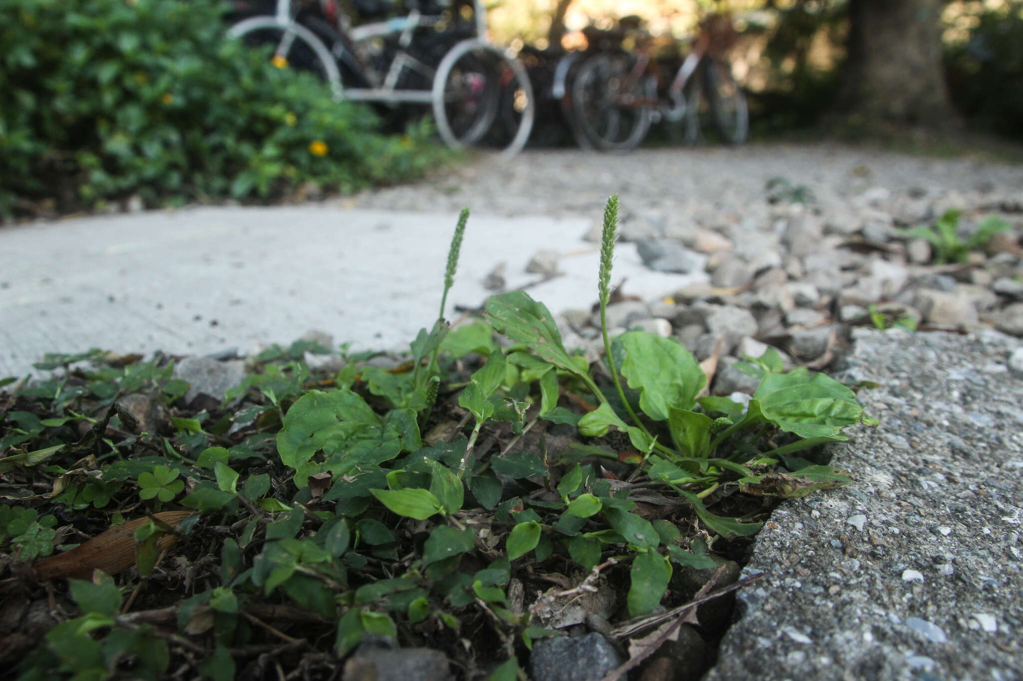 Image de Plantago asiatica L.