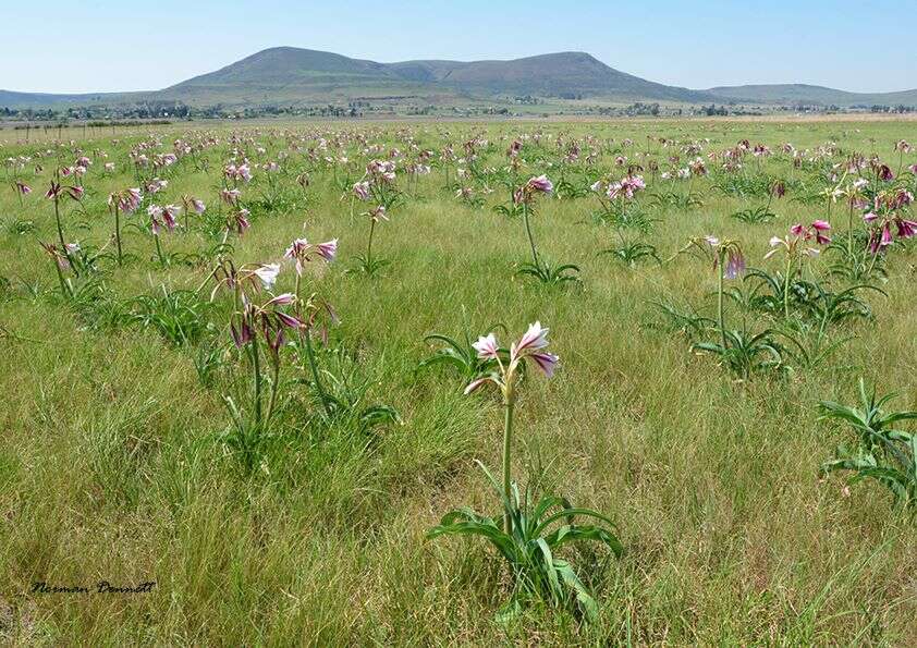 Image de Crinum bulbispermum (Burm. fil.) Milne-Redh. & Schweick.