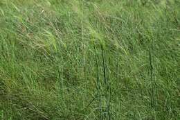 Imagem de Stipa capillata L.