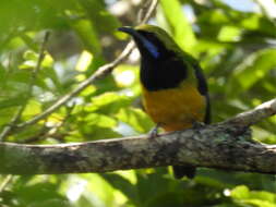 Image of Orange-bellied Leafbird