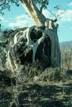 Image of Ficus insipida Willd.