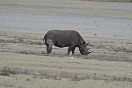 Image of Black Rhinoceros